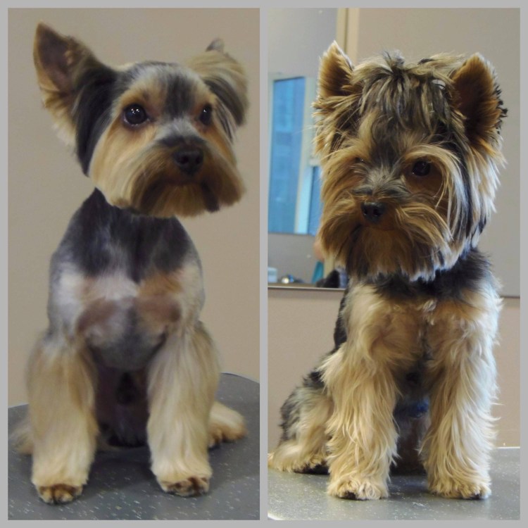 Йоркширский терьер стандарт стрижки