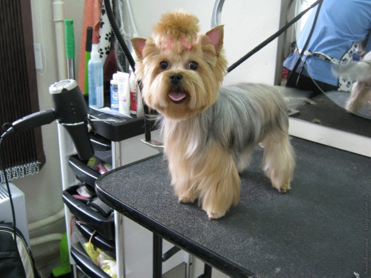 Йоркширский терьер стрижка ананас