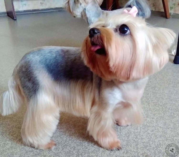 Стрижка Йорка с юбкой