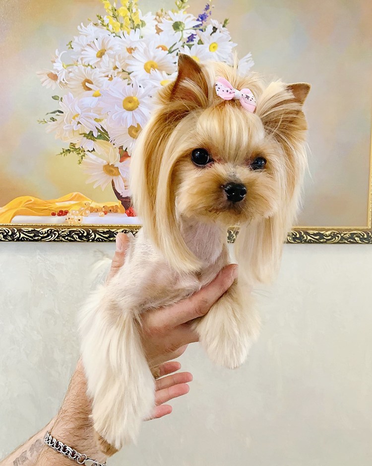 Стрижка Йорка под медвежонка