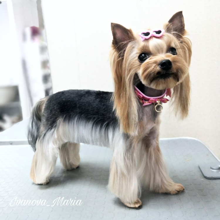 Йекштерьерский терьер стрижки