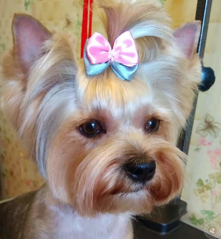 Стрижка Йорка с шапочкой