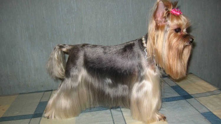 Стрижка щенков йоркширского терьера