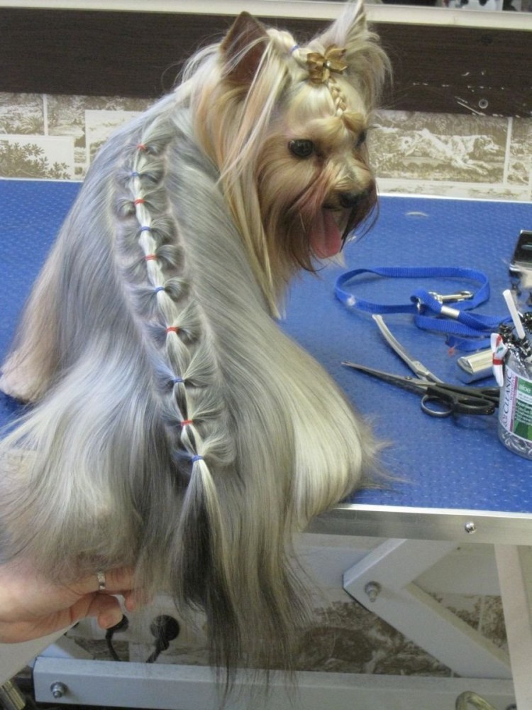 Голддаст Йоркшир терьер стрижка