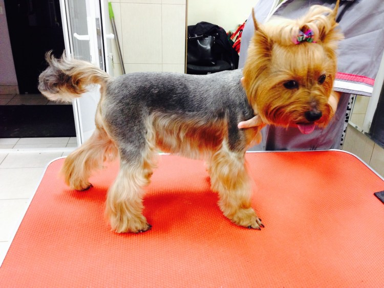 Тримминг Йорка