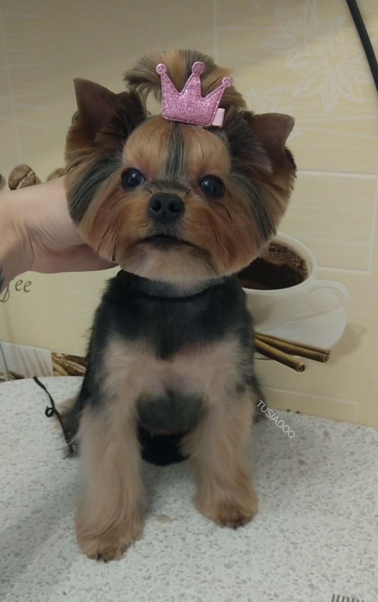 Подстрижка йоркширского терьера