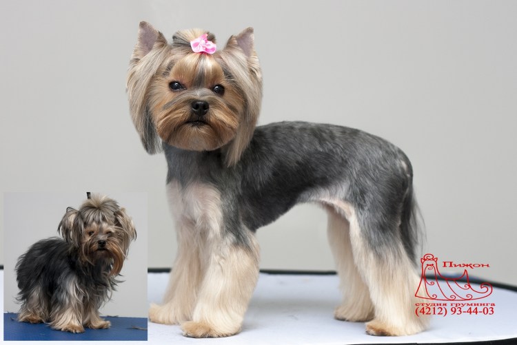 Корейская стрижка Йорка девочки