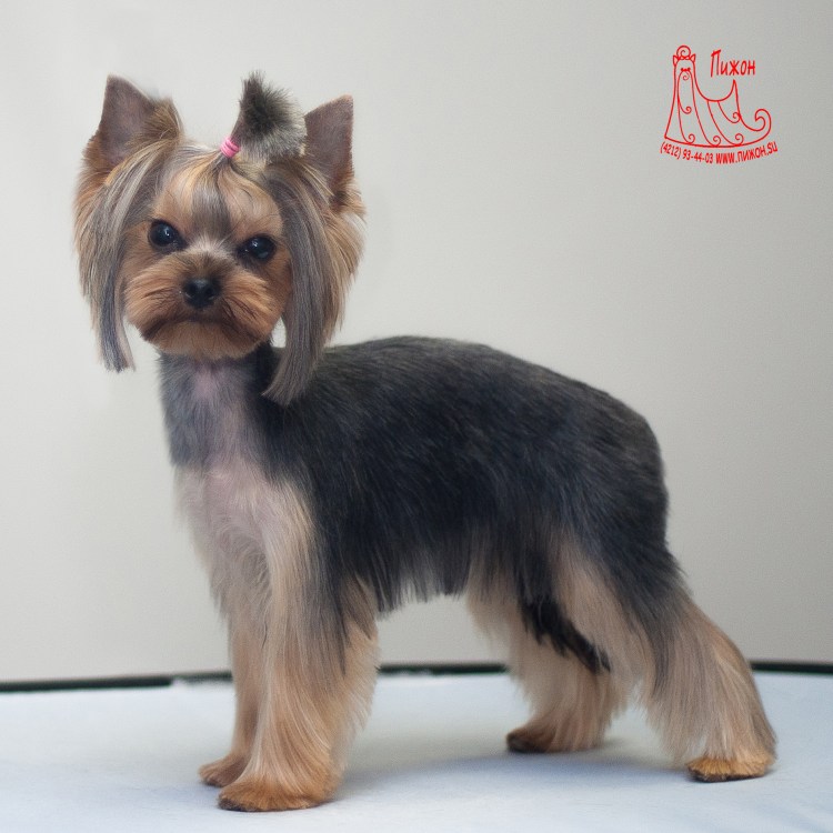 Ерики стрижки