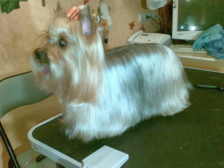 Стрижка Йорка с юбочкой