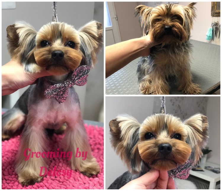 Йоркширский терьер стрижки