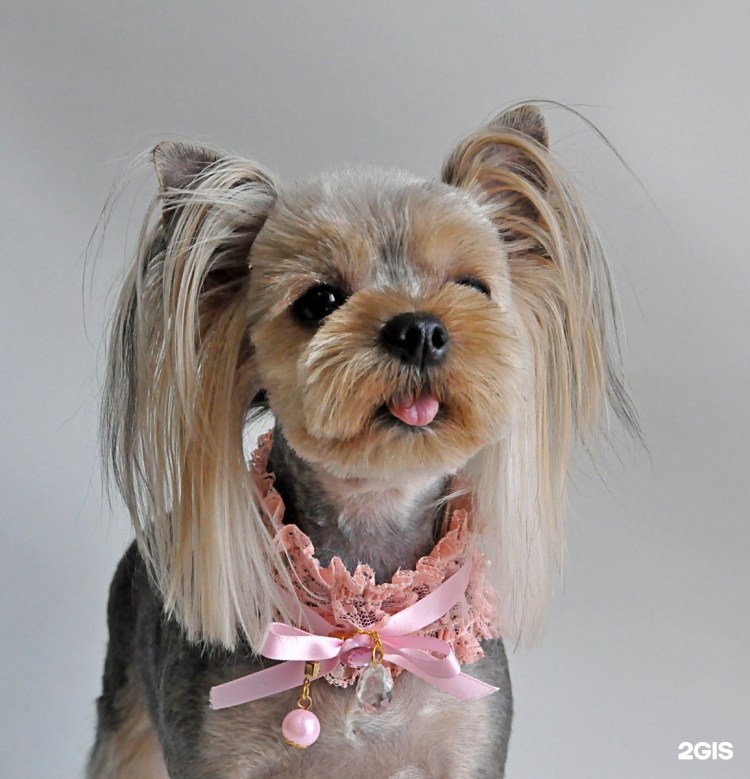 Йоркширский терьер грумер