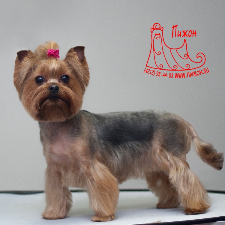 Йоркширский терьер стандарт стрижки