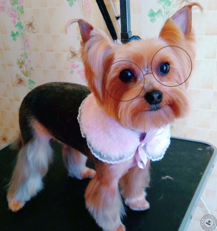 Стрижки йоркширского терьера мальчика