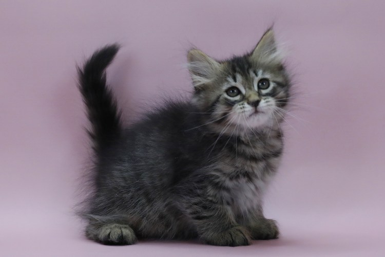 Котёнок сибирской кошки 2 месяца