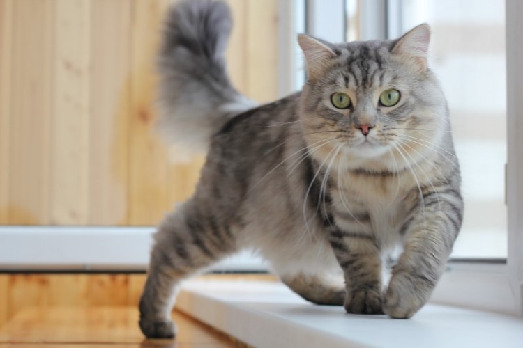 Сибирские котята