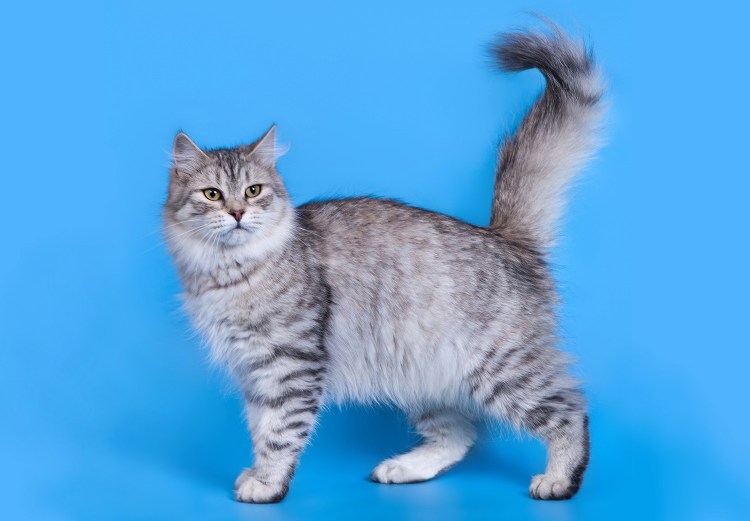 Сибирская кошка черная мраморная