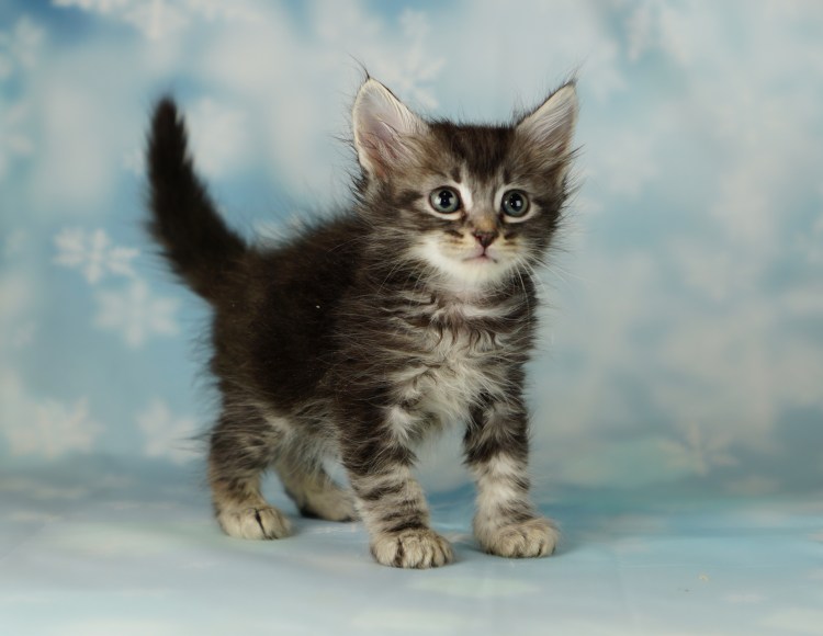 Котята из питомника