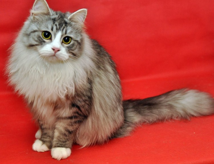 Сибирская кошка котята