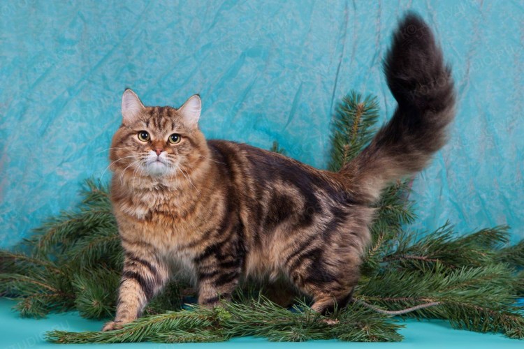 Котёнок сибирской кошки 2 месяца