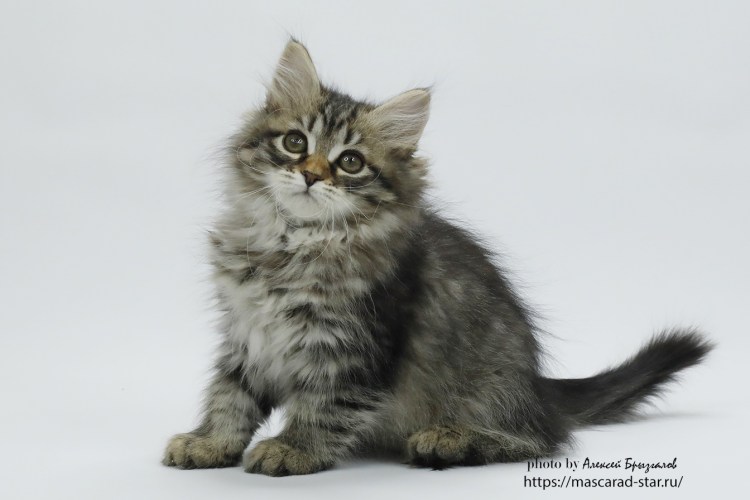 Сибирская кошка 4 месяца