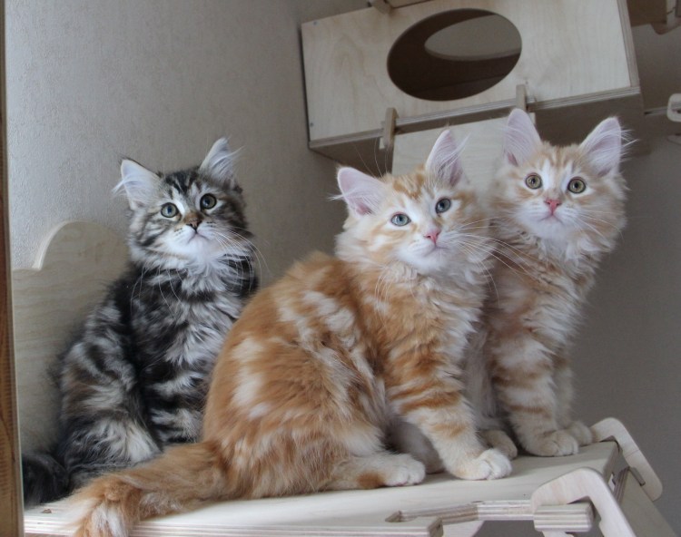 Сибирский кот 4 месяца