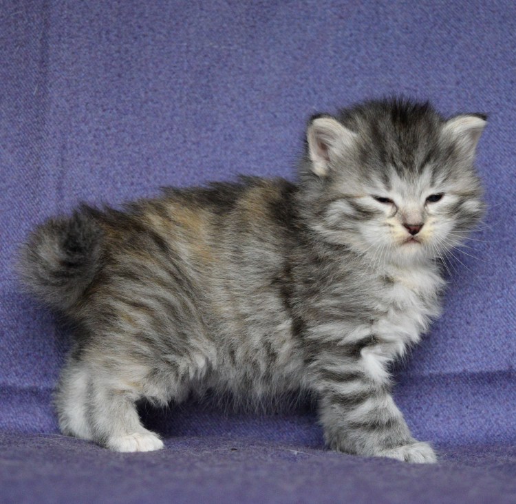 Котенок сибирской породы с мамой