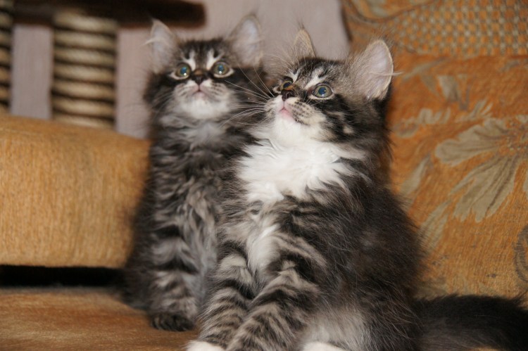 Курильский бобтейл кошка с котятами