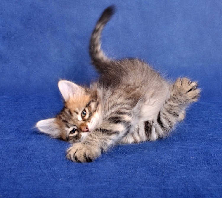 Чистокровные Сибирские котята