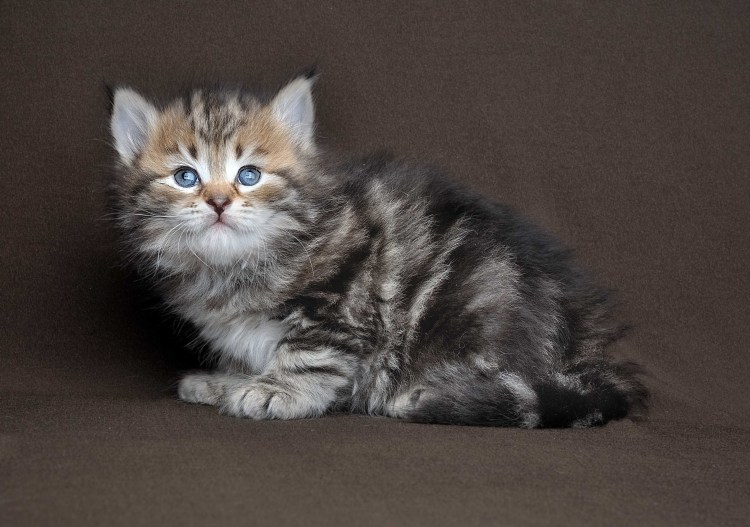 Сибирские котята фото 1 месяц