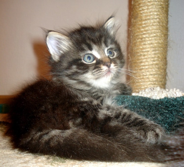 Сибирские котята