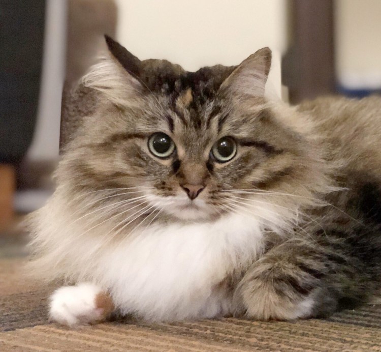 Сибирские котята фото 2 месяца