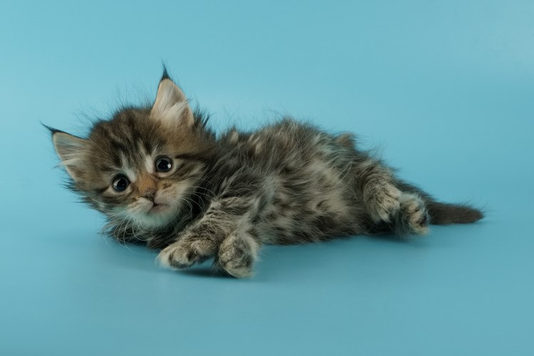 Сибирский голубой пятнистый кот