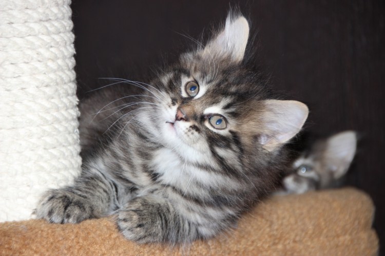 Сибирская кошка голубой табби