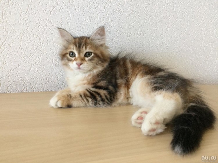 Питомник сибирских кошек в Москве