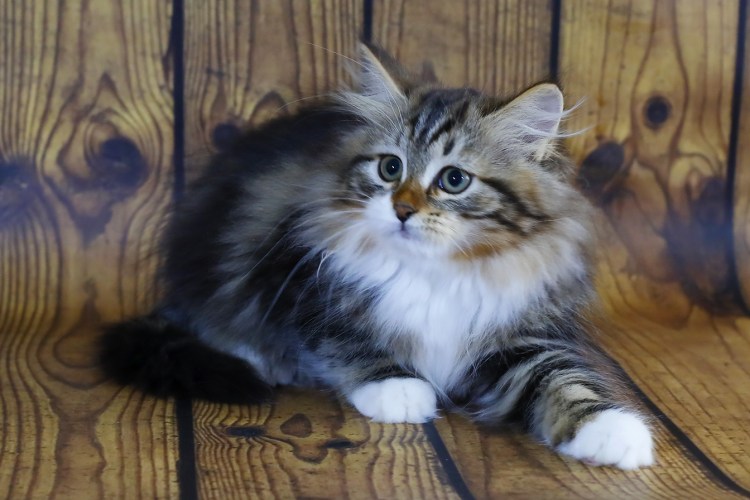 Котята сибирской породы