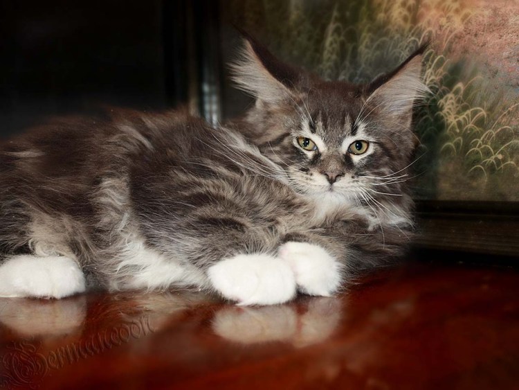 Чистокровные Сибирские котята