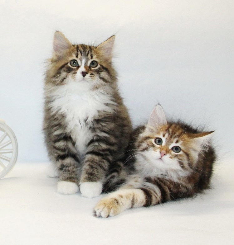 Сибирская кошка 2 месяца