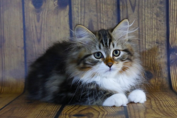 Важный Сибирская кошка