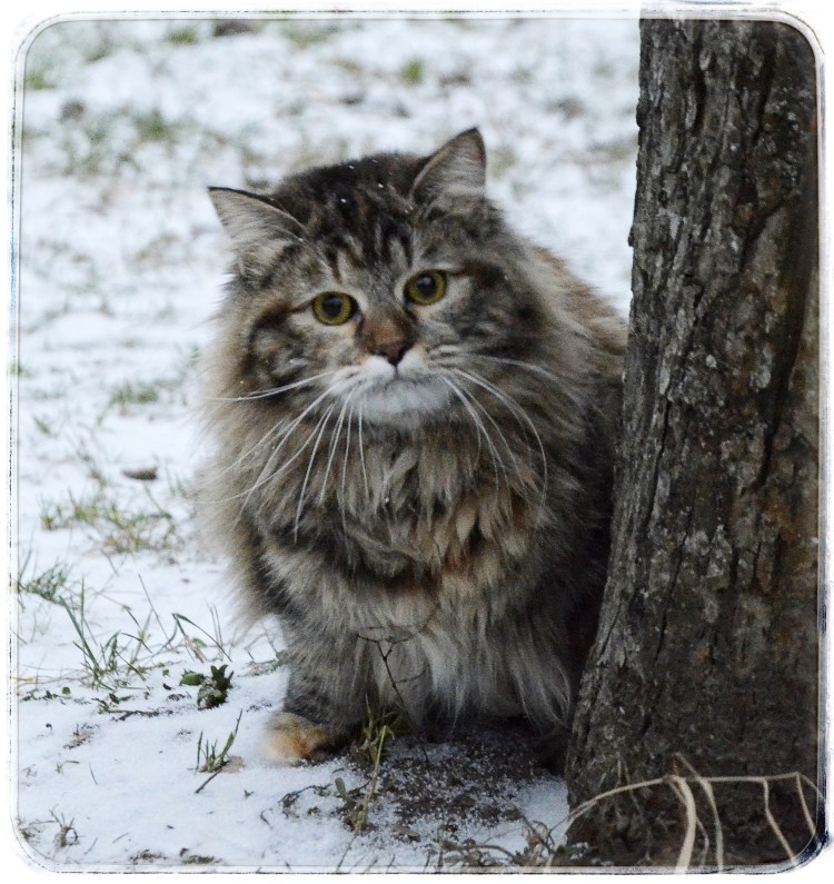 Взросление сибирских котят