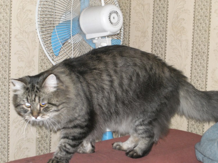 Кот Мейн кун рост