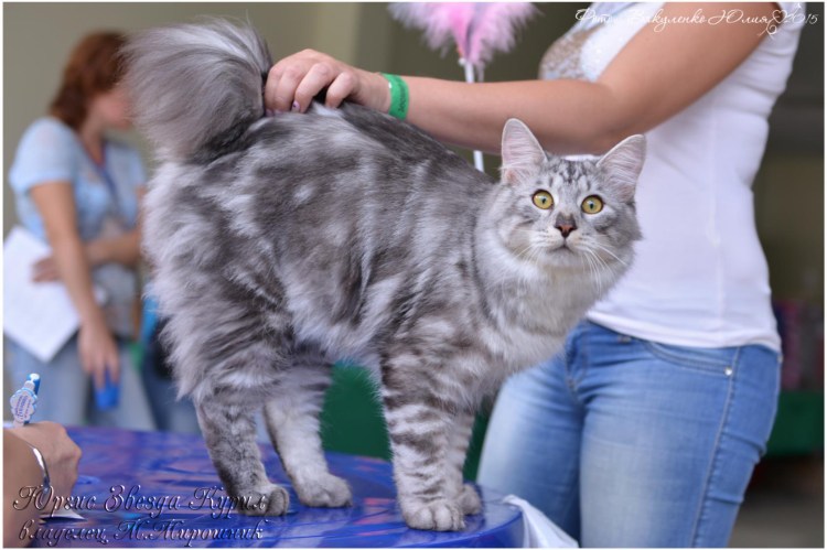 Кот Сибирский черный мраморный