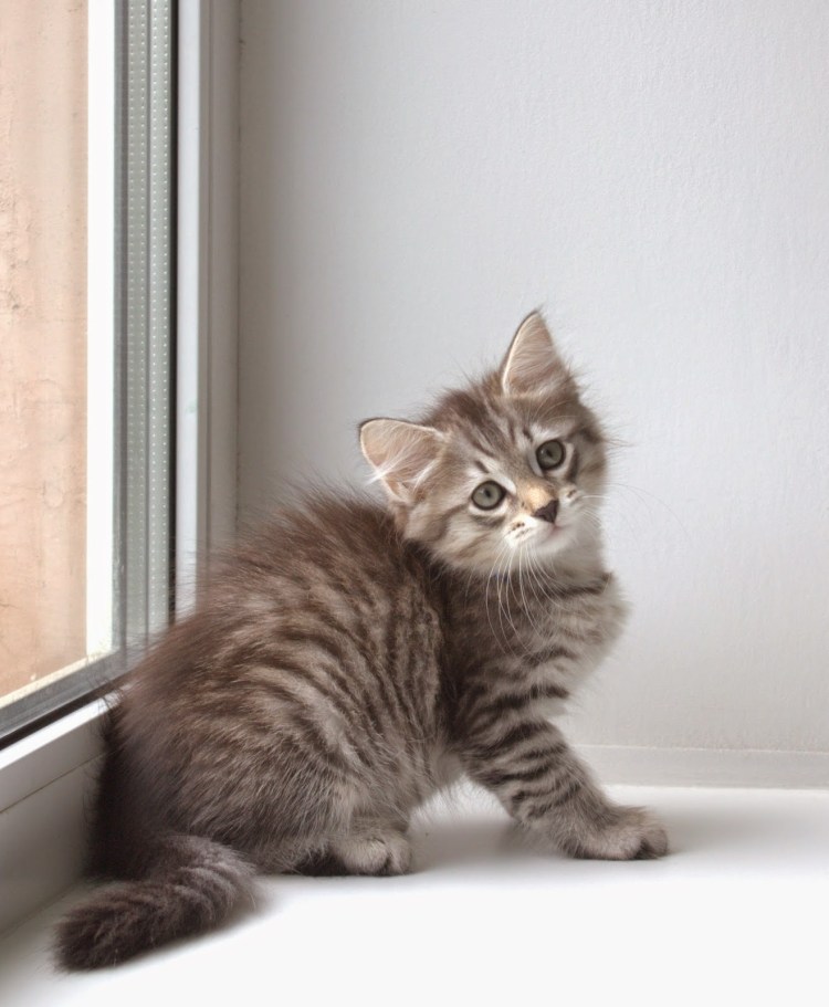 Чистопородные Сибирские котята