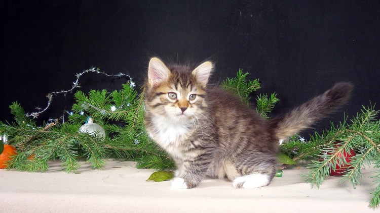 Сибирские котята фото 4 месяца