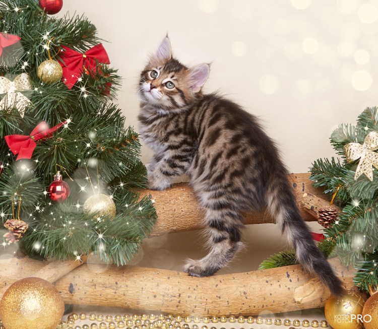 Сибирский котенок подросток