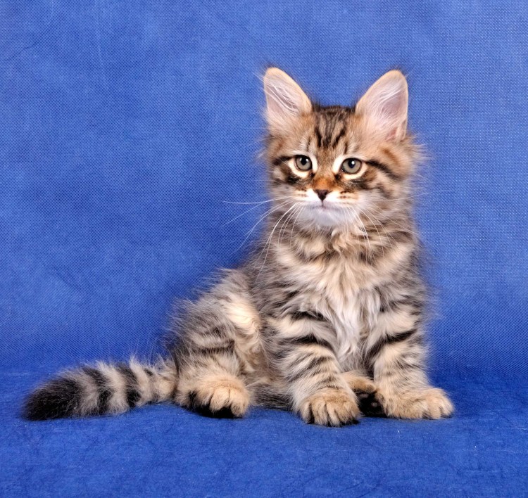 Сибирский кот серый мрамор