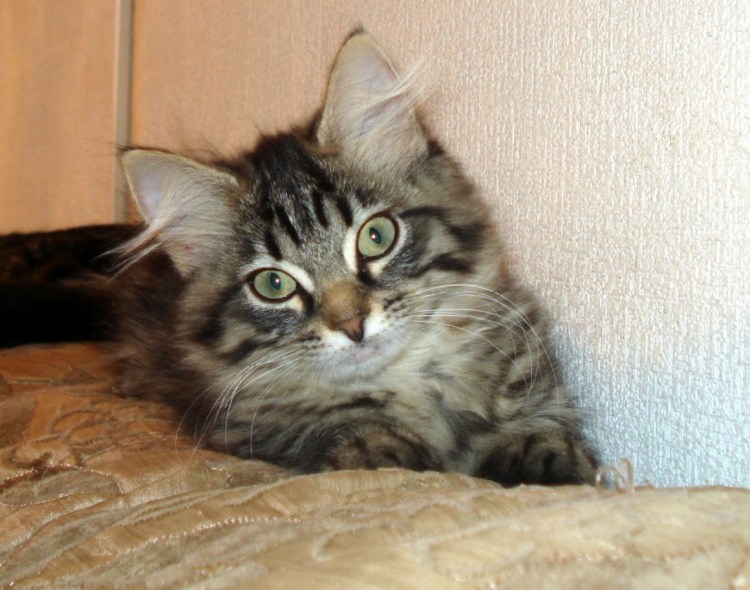 Сибирские котята