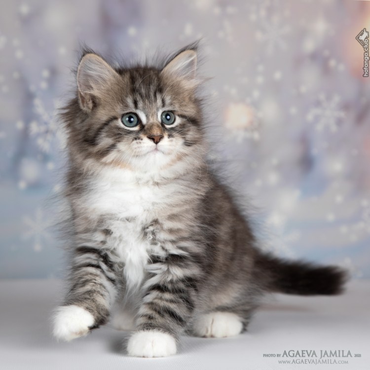 Питомник сибирских кошек Невада