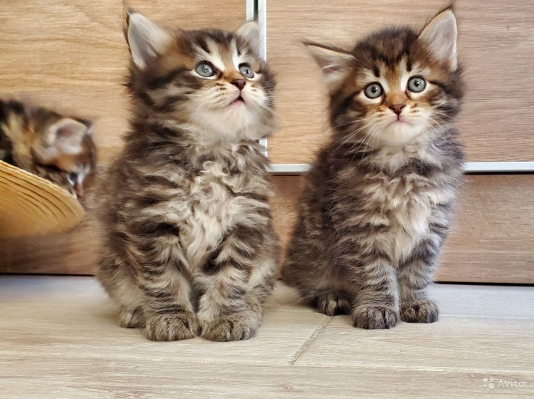 Сибирский кот купить