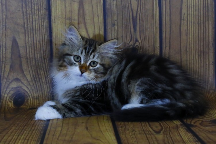 Купить котенка в Томске сибирской породы