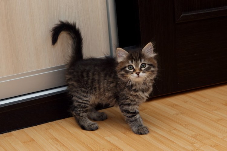 Сибирские котята